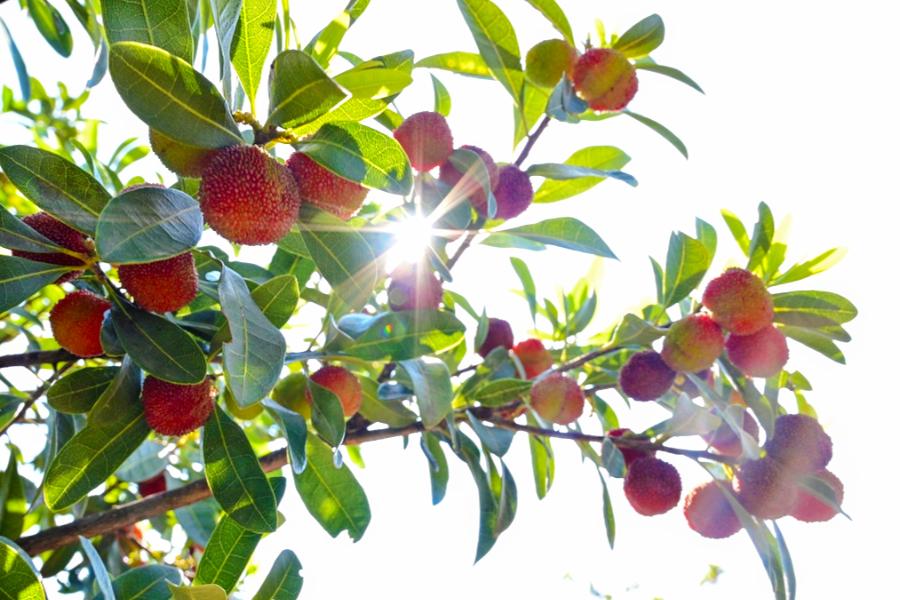吃货们有福啦 ! 攀枝花承包了你一年的甜蜜……
