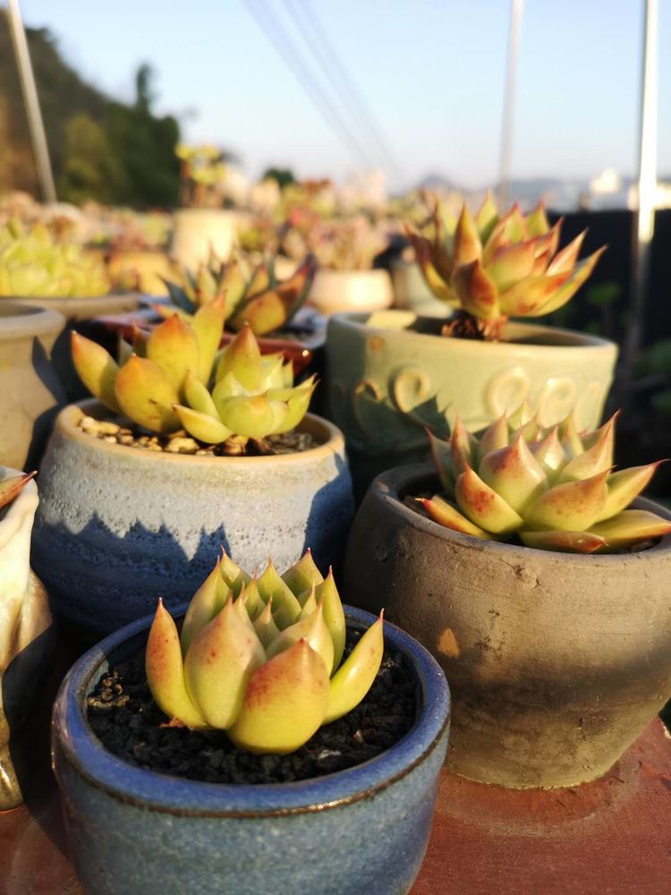 误打误撞的多肉情缘,带我走进多肉小世界!