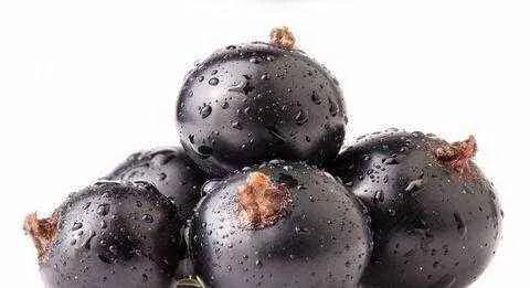 黑加仑是不是葡萄做的,黑加仑和葡萄区别