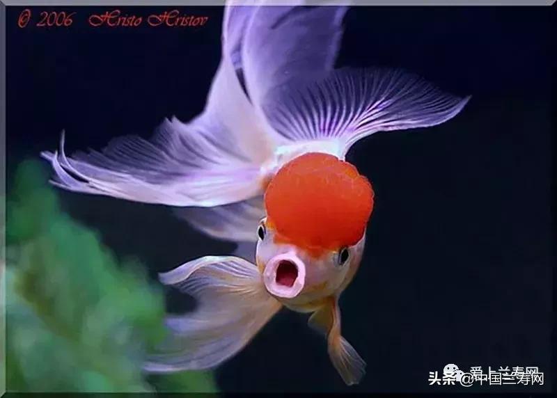 鹤顶红金鱼多久能长大,金鱼品种介绍之鹤顶红