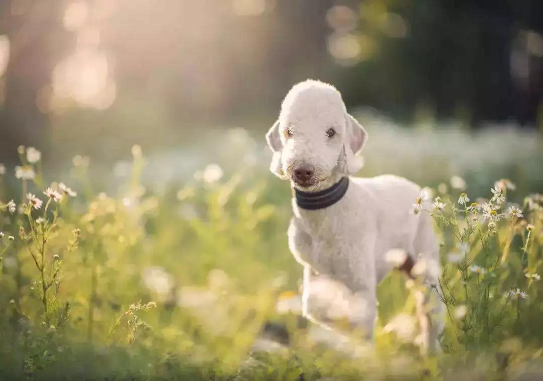 令人惊叹的狗狗品种你一定要了解,这些不常见的狗狗品种你认识几个