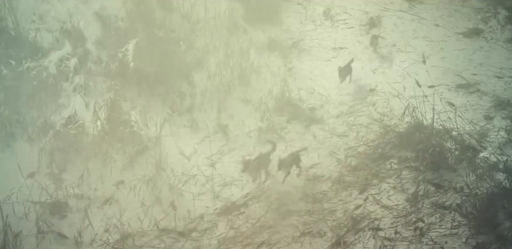 75岁老头被狼群追杀徒手大战狼群,放羊老汉遭遇狼群