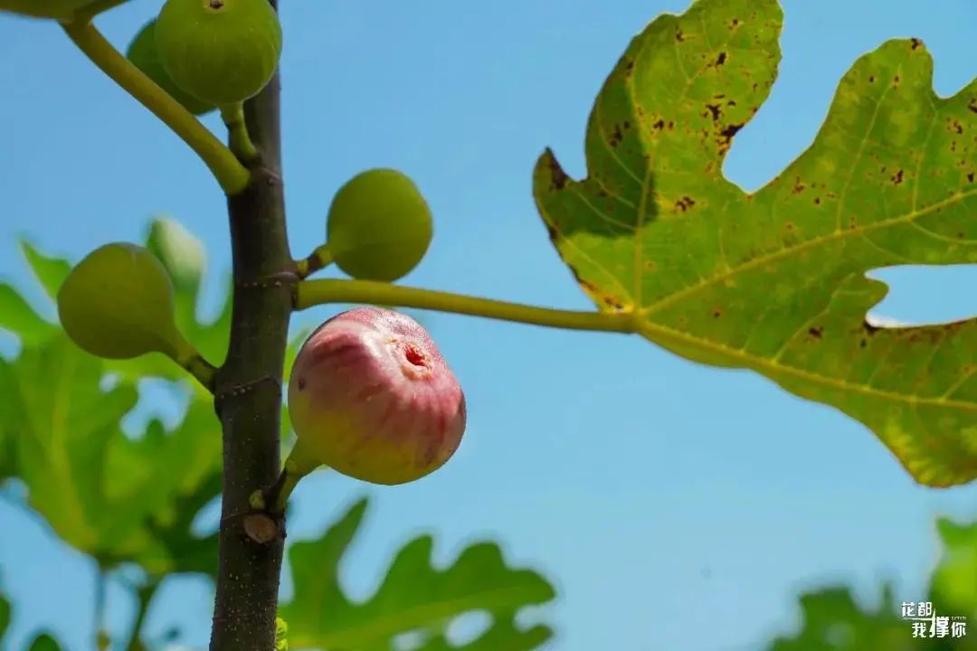 来自花东地胆小编亲测,哩滴店某得你唔食