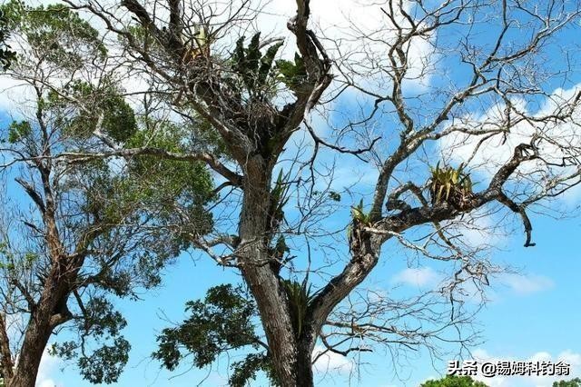 海洋绿洲号邮轮加勒比海,墨西哥玛雅文明旅行线路