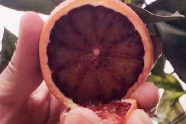 血橙种植前景怎么样,塔罗科血橙栽培管理技术