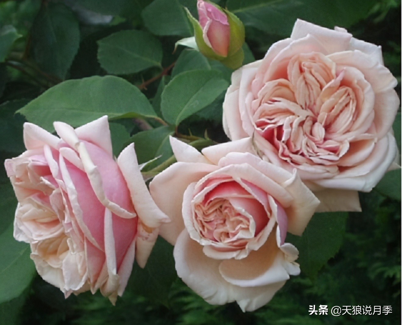 怦然心动的万人迷月季,原来从它而来(终篇)