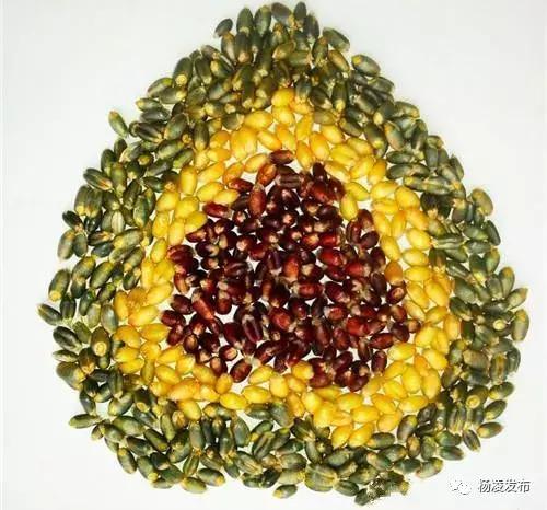 农林科技大学创业项目,农科类创新创业大赛