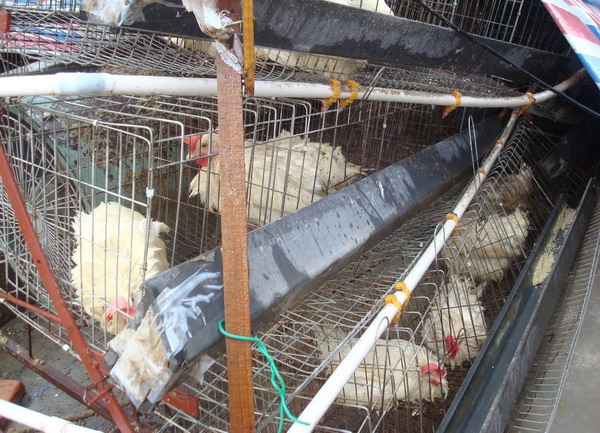 暴雨过后鸡要注意什么,大雨后鸡舍怎么处理