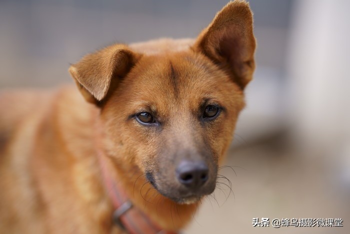 今年会出哪些全画幅微单,最强微单全画幅是r5吗