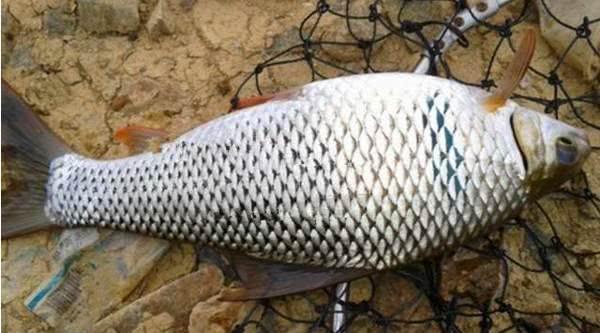 怎样钓老鱼视频教程,老钓友亲身传授野钓鲫鱼的秘诀