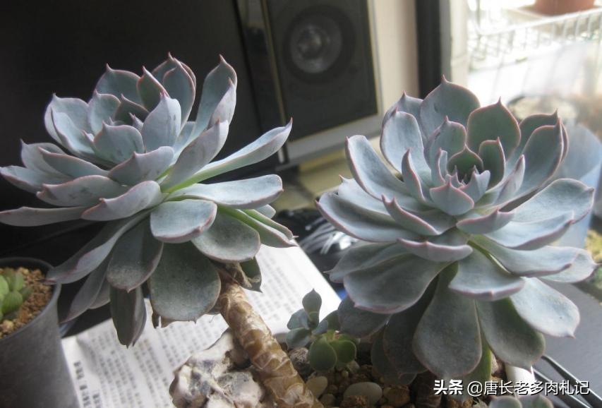 皮氏蓝石莲多肉开花怎么办,多肉品种蓝石莲怎么养殖