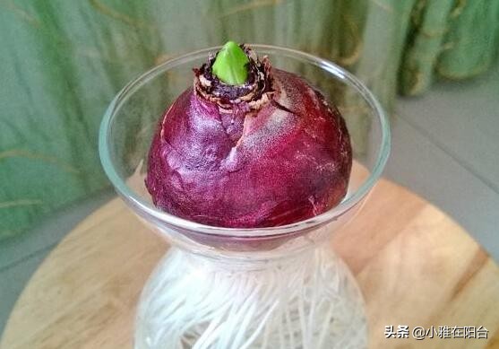 寒冬腊月养这“四种花”，越冷越开花，春节开的最美，花香满屋！