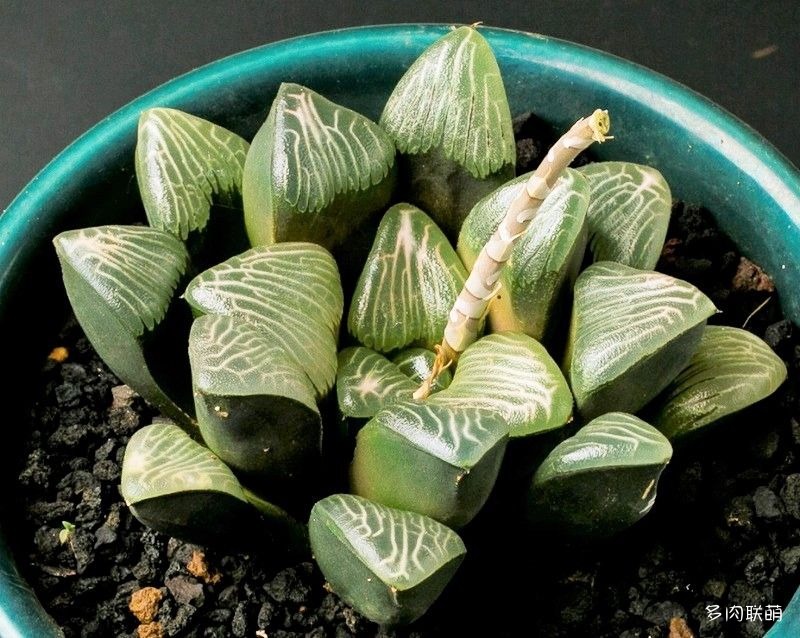 多肉玉露寿的品种图鉴,日本十大耐阴多肉