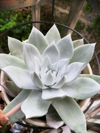 从鼻屎苗到老桩，时光里的蜕变