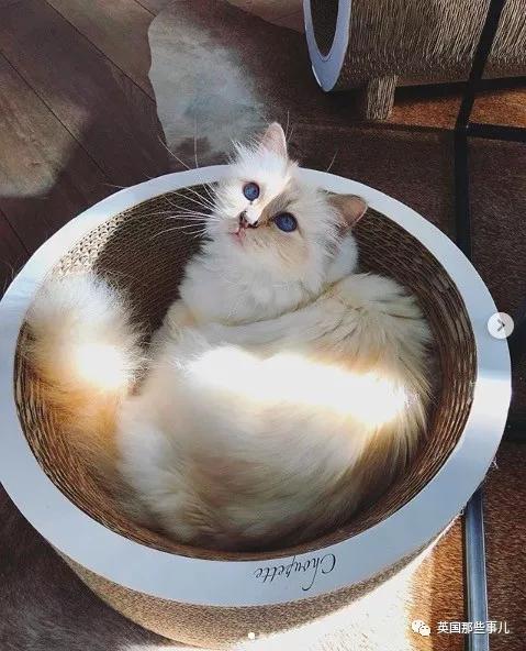 老佛爷的猫继承多少遗产,老佛爷去世后财产留给了一只猫