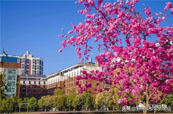 云南欧米奇西点学校,云南省西点学校