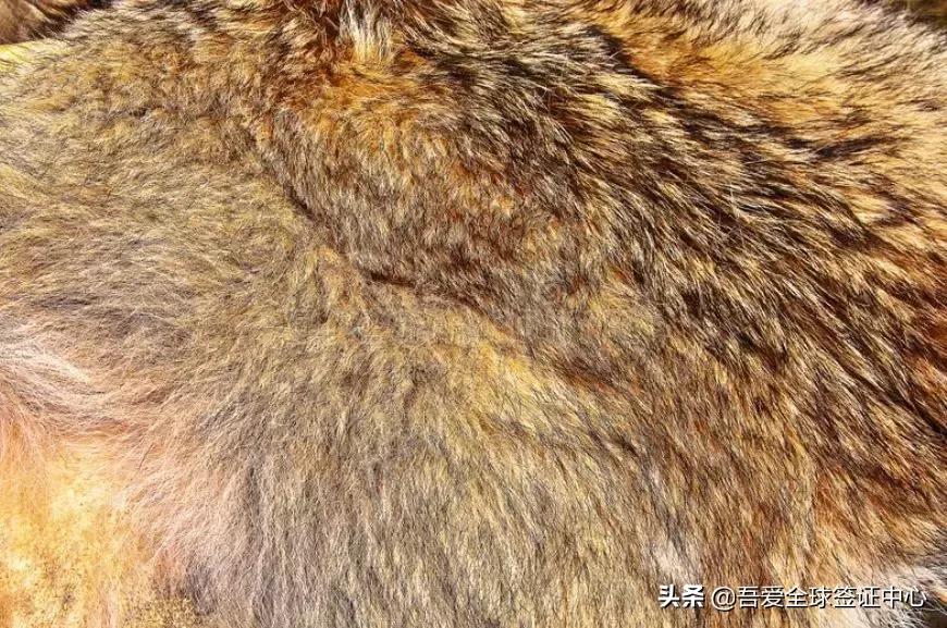 澳洲带烟入境被罚经历,顶风作案偷渡