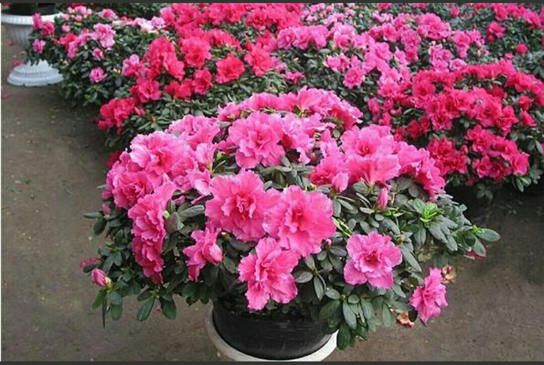 杜鹃花的病虫害防治方法,杜鹃花栽培与病虫害防治的书