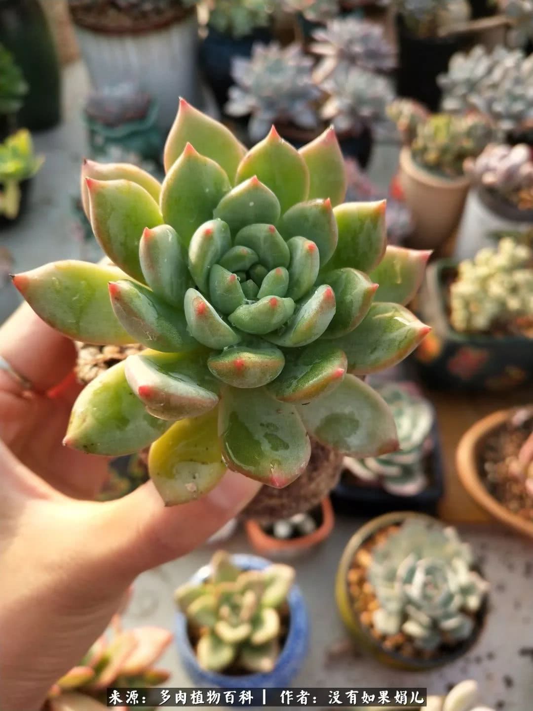 明人不说暗话，我为多肉而来！