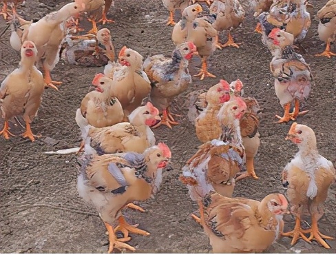 鸡拉稀干瘦怎么办,鸡拉稀鸡冠发黑怎么治