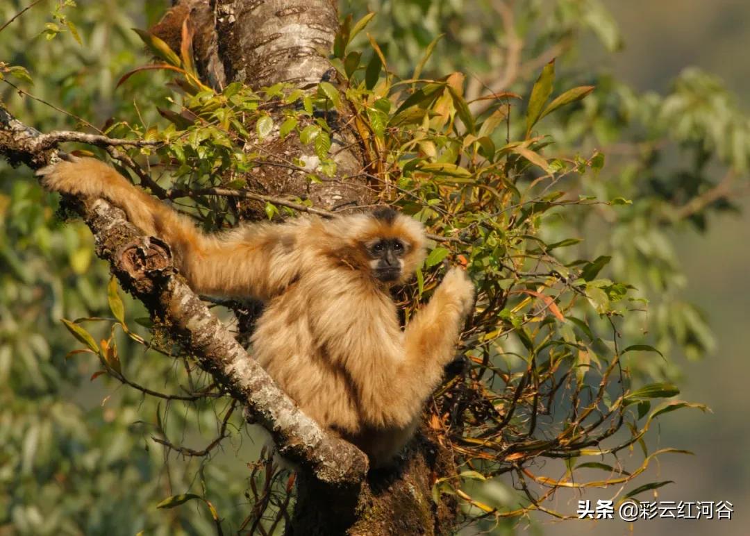 中国云南哪里好看,云南的云彩为什么好看