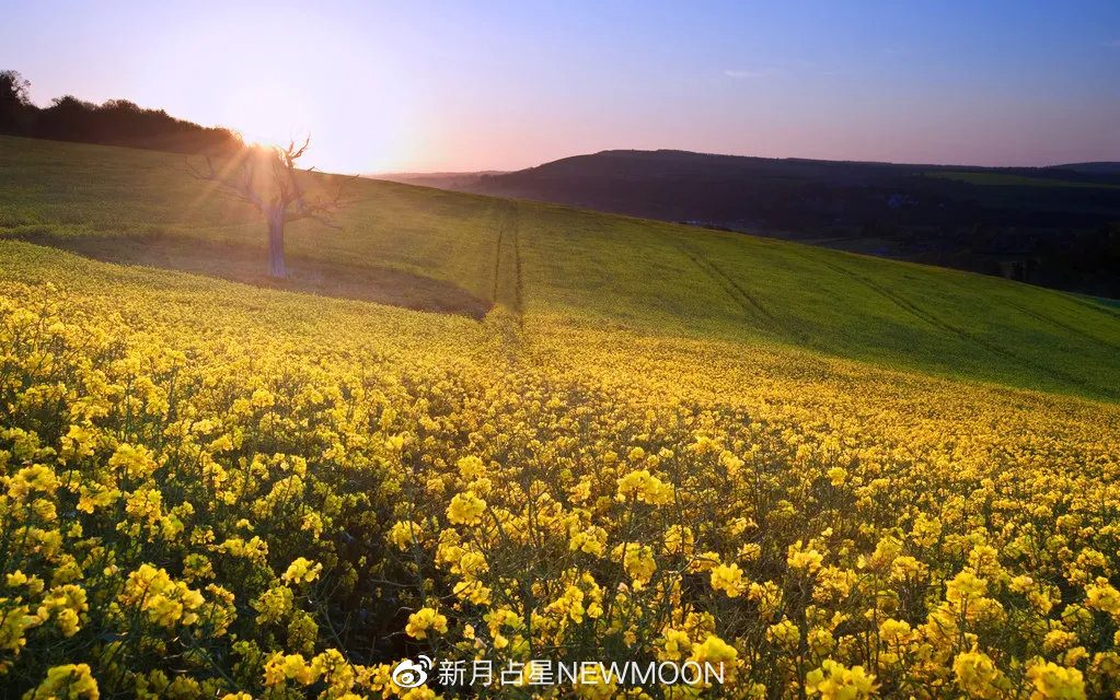 “金天蝎是信任他人，金金牛是被他人信任”｜7款金星的真实心声