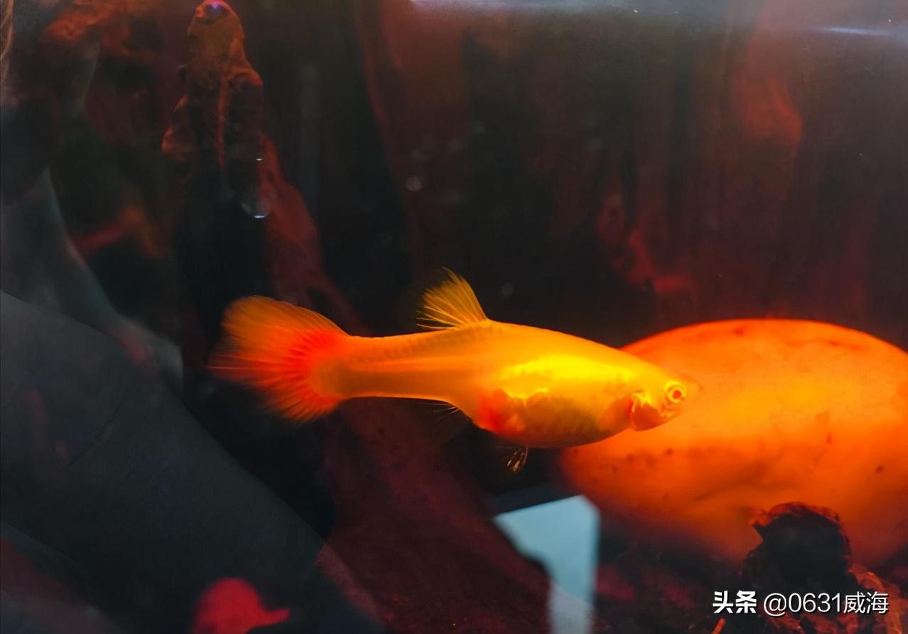 孔雀鱼太多了怎么分缸养,孔雀鱼刚入缸需要注意什么