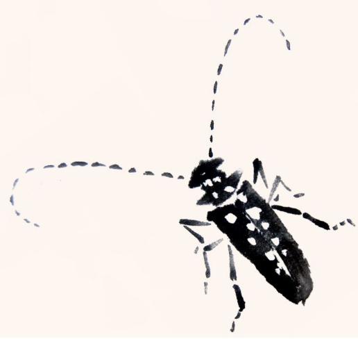 天牛写意画法步骤图,纯干货3分钟学画写意天牛和瓢虫