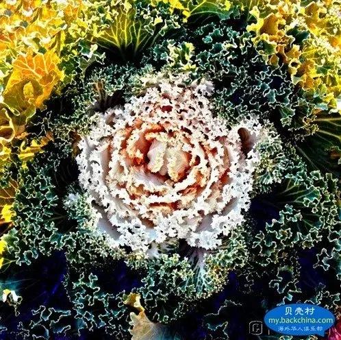 叶牡丹羽衣甘蓝,多头叶牡丹羽衣甘蓝