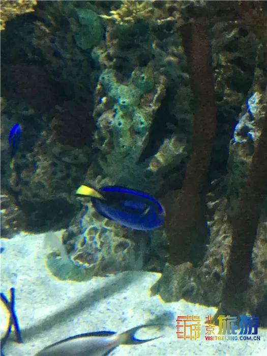 周末有风？别怕，来北京这里看花花草草和无数小可爱！猜到是哪里了吗？