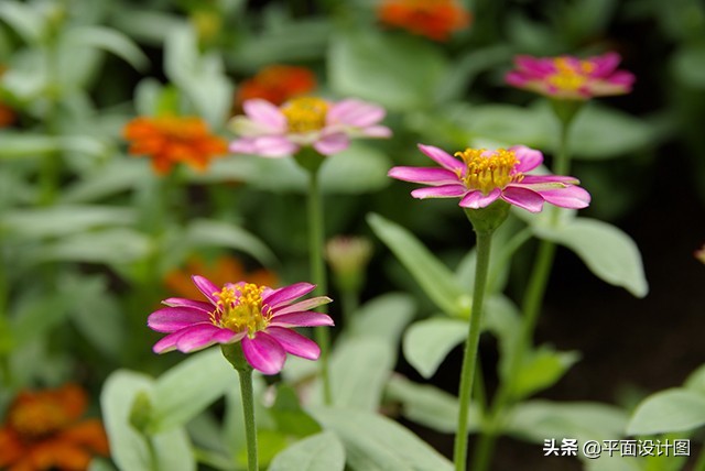 宾得的十大著名镜头16-50,宾得k5最值得推荐的镜头