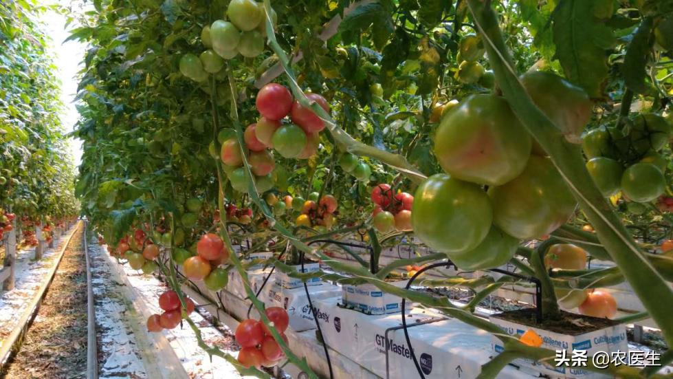 这才是真正的无土栽培,无土栽培都有哪些问题