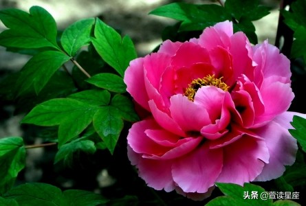 四五年出生人今年运势如何,己土2024年全年运势