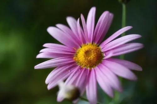 春天开的菊花类花卉大全,春季开花的波斯菊花