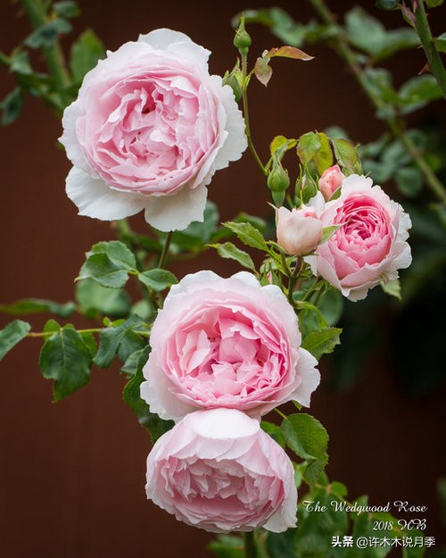 四季开花勤花月季,最好养最勤花的月季