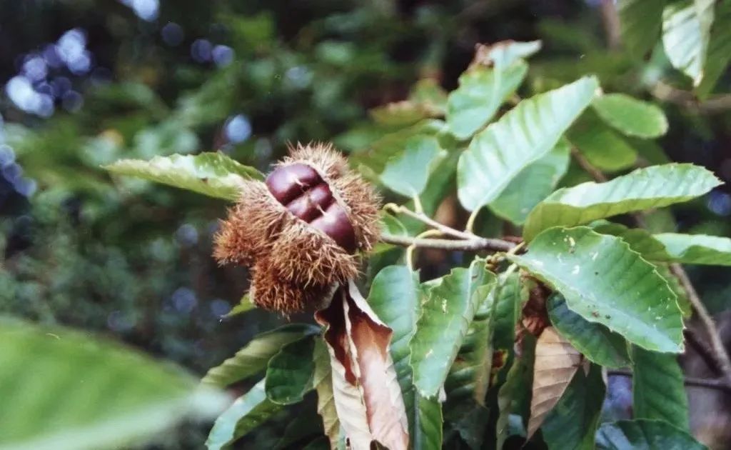 苏州西山十大知名农家乐有哪些,带你走一走苏州的太湖边农家乐