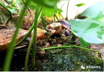 黄缘龟该如何造景,黄缘龟造景用河沙