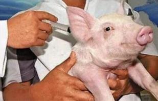 猪打疫苗过敏是什么反应,猪打针过敏反应症状