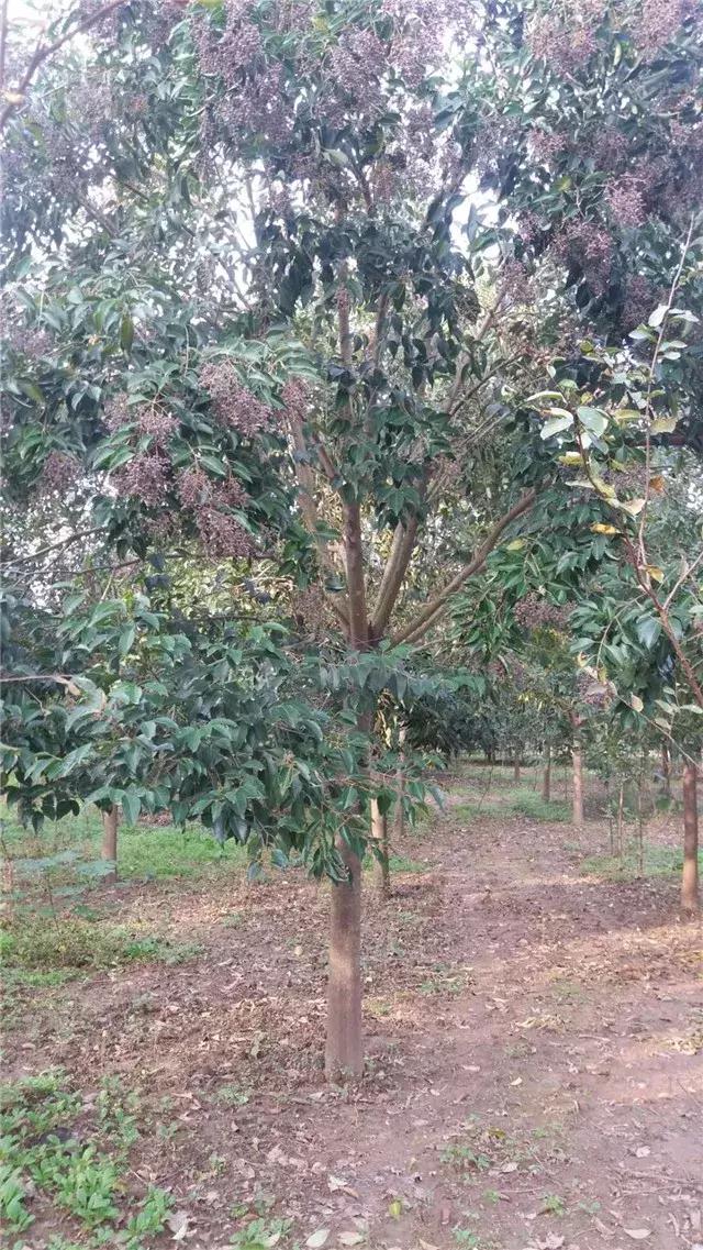 「苗木通新晋会员」湖州陈春耕：细节具体、价格适中、售后保障