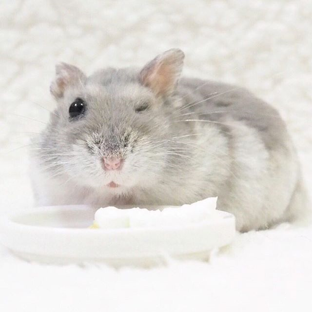 仓鼠躺手并非难事，只要有好吃的，鼠鼠马上变得超级听话