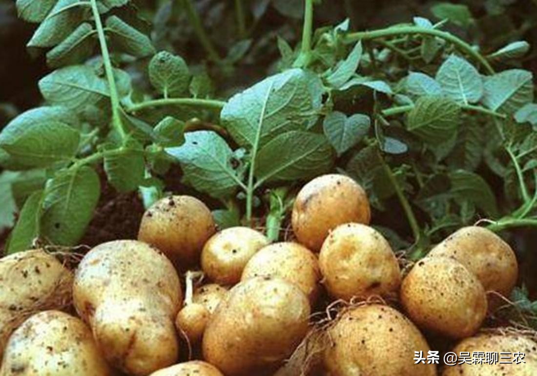 入窖后温度变化及应对,粮食入窖温度高低有什么作用