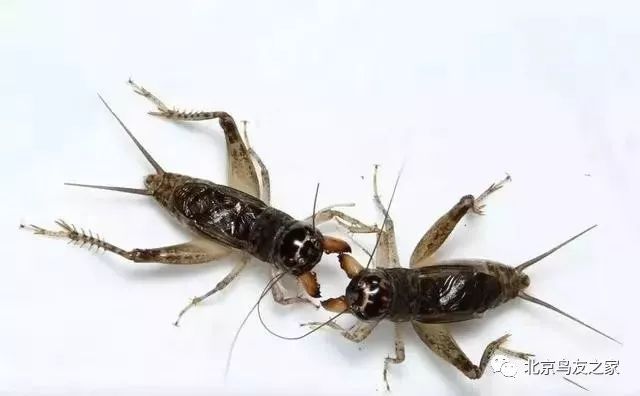 鑰佸寳浜殑楦ｈ櫕鏈夊灏戠,鑰佸寳浜汉鐜╃殑鍥涘ぇ楦ｈ櫕