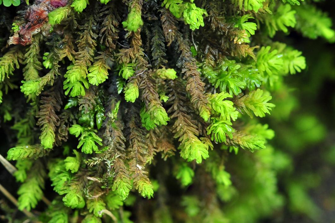 吃毒菇、睡蛇窝,只为挖一堆草,这个重庆博士要做当代神农