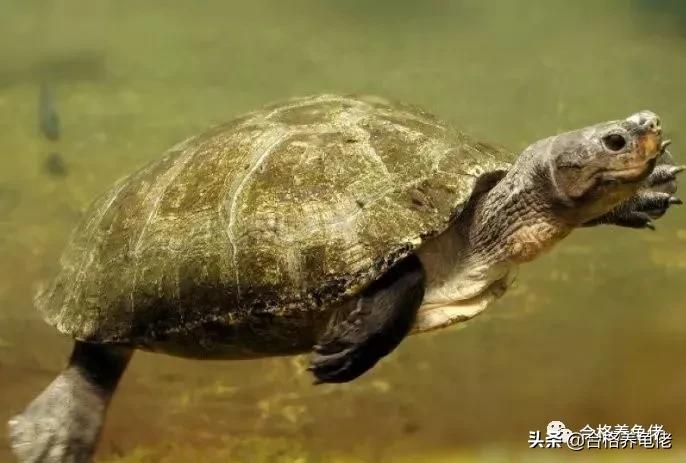 公龟是不是断尾,安缘龟断尾有什么影响