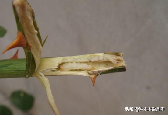 月季病害通用药,月季病害的必备药物