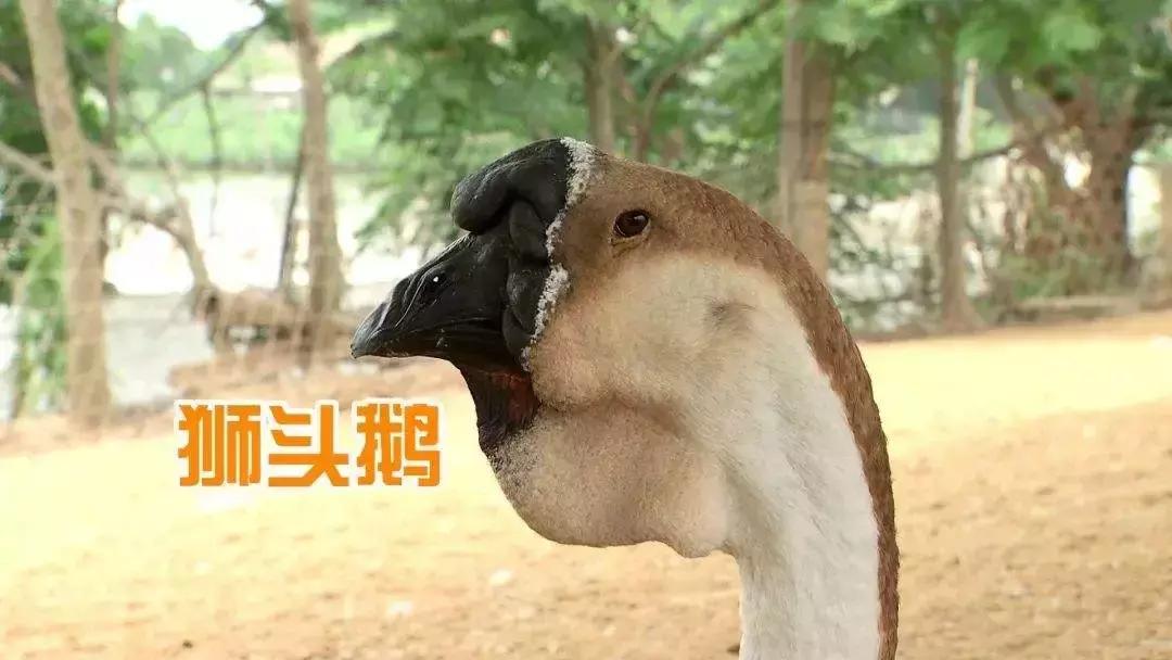 这只“世界鹅王”，征服了一代又一代潮汕人的舌头