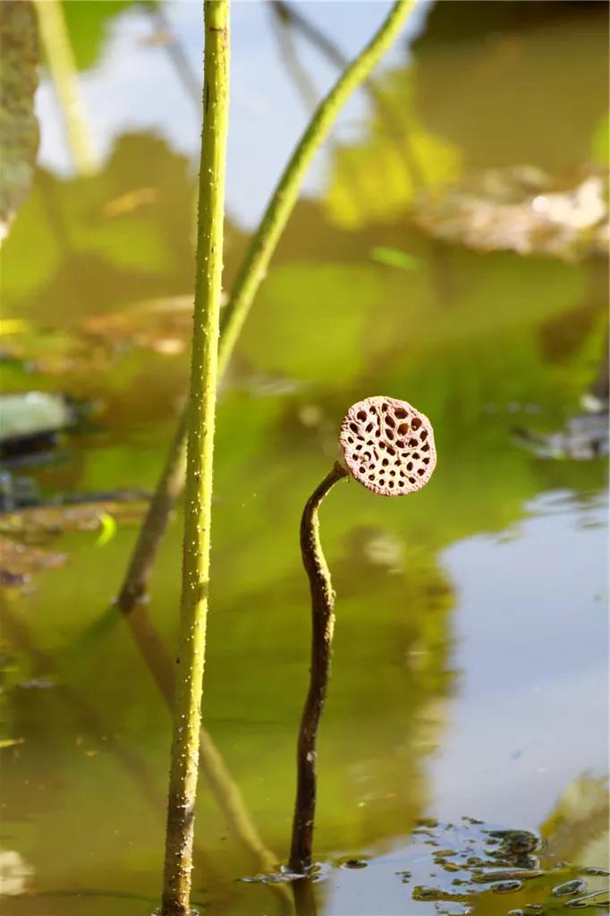 五言律诗赏析技巧,五言诗的格律与押韵以及结构形式