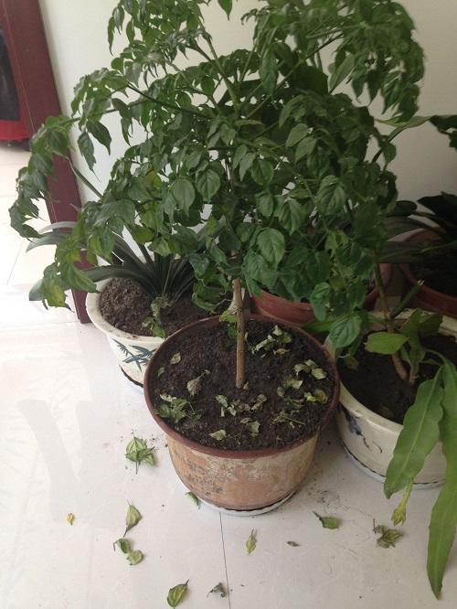 金钱树叶黄怎么补救最快,金钱树黄叶子应该怎么补救