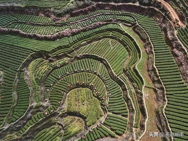 湘西黄金茶叶,湘西的黄金茶中国排名