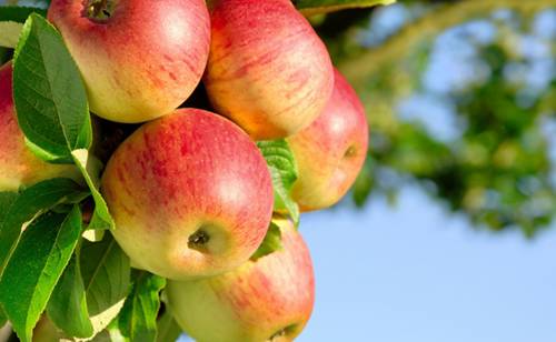 地中海饮食治疗慢性病,地中海式饮食预防疾病
